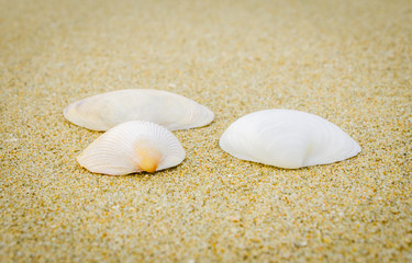 Fototapeta na wymiar sea shells on summer sand beach