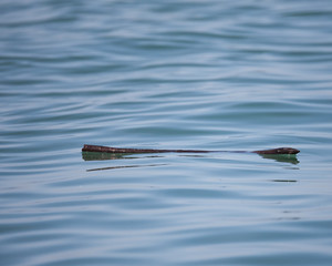 Floating Log