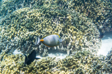Orangespine unicornfish