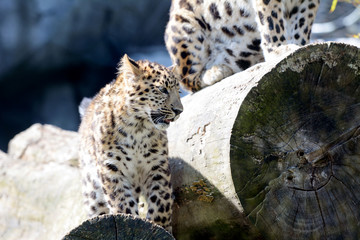 Amur leopard in the zoo.