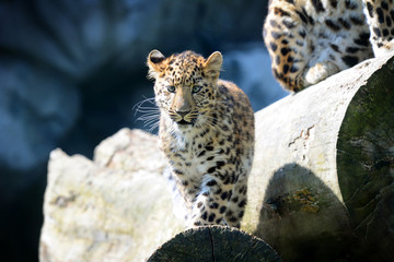Amur leopard in the zoo.