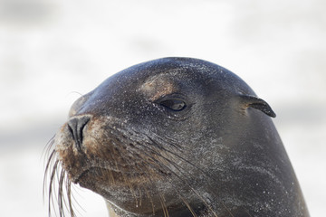 Galapagos Sea Lion head portrait on the beach, Gardner Bay, Espanola, Galapagos Islands