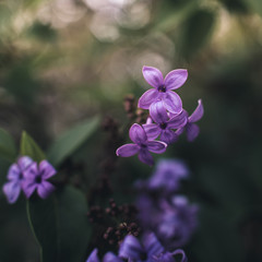 Fototapeta na wymiar Spring flowers in a garden.