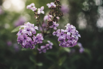 Obraz premium Spring flowers in a garden.