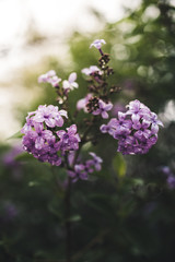 Spring flowers in a garden.