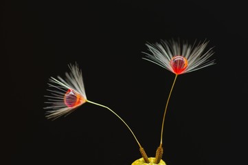 Pusteblume - Löwenzahn