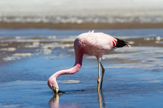 Flamingo in Laguna Hedionda, Potosi Department of Bolivia