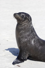 Galapagos Sea Lion sitting on the beach, Gardner Bay, Espanola, Galapagos Islands