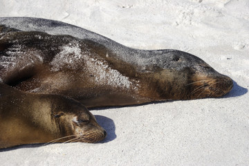 Galapagos Sea Lion sleeping on the beach, Gardner Bay, Espanola, Galapagos Islands