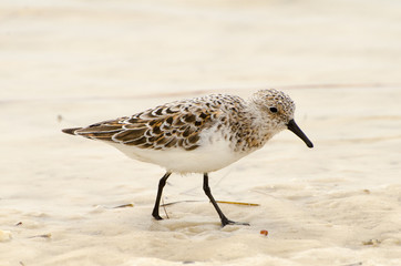 Sanderling mounting into spring plumage