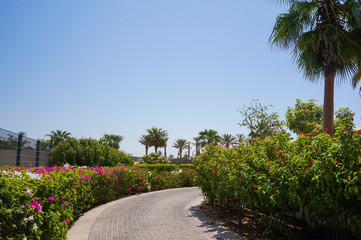 Fototapeta premium Dubai. In the summer of 2016. Oasis of the Park Hyatt Abu Dhabi hotel on the Persian Gulf, Abu Dhabi. 
