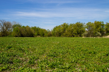 Spring landscape with green meadow and trees