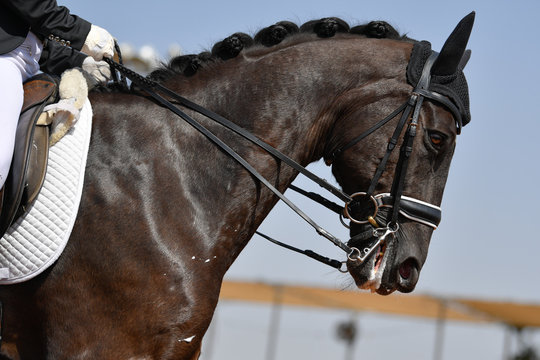 Close up on a horse head during a dressage competition