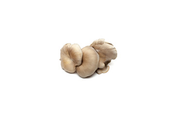 Oyster mushrooms on white background
