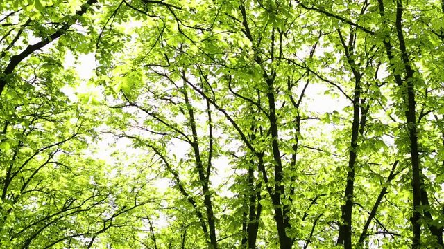 Crowns of huge beautiful chestnut trees with sunlight through green leaves of branches on spring or summer sunny day. Charming nature background. Real time full hd video footage.
