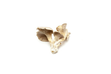 Oyster mushrooms on white background
