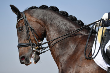 Close up on a horse head during a dressage competition