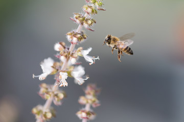 Flying bee 