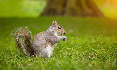 Naklejka na ściany i meble Grey squirrel on grass eating some food