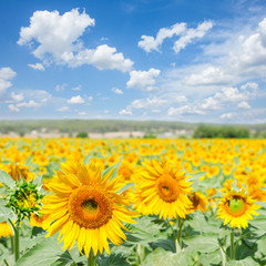 Field of colorful fresh blooming sunflowers at bright summer day under blue sky with clouds