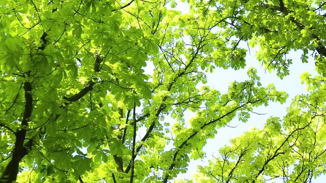 Crowns of huge beautiful chestnut trees with sunlight through green leaves of branches on sunny spring or summer day. Charming nature background. Camera moving from left to right.