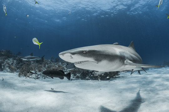 Bahamian sharks