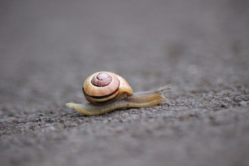 Schnecke 