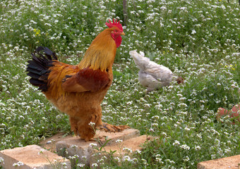 Rooster on the field.
