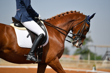 Dressage rider on a bay horse