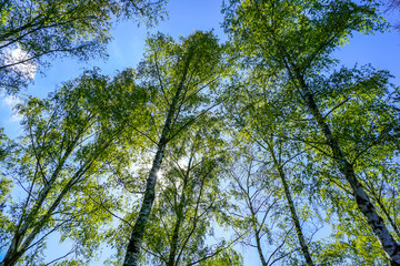 hohe Birken mit blauem Himmel
