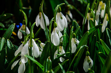 Fototapeta premium First snowdrops in a forest on spring