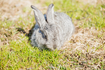 The Flemish Giant is a breed of domestic rabbit on white background. A series of images