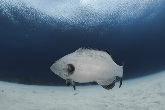 Grouper into the blue 