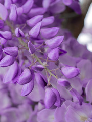 Naklejka na ściany i meble flower purple cluster