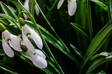 Obraz premium First snowdrops in a forest on spring