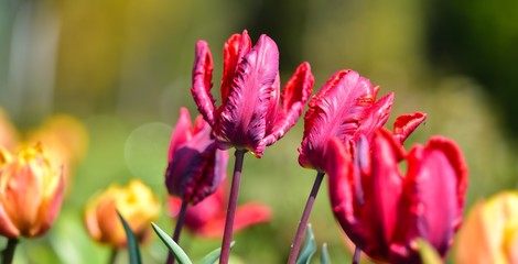 Główki tulipanów rozświetlone słońcem