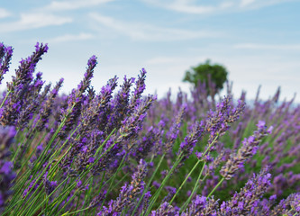 Lavender growing flowers close up with tree in background, France