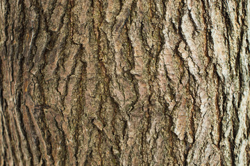 Obraz premium текстура деревянной коры