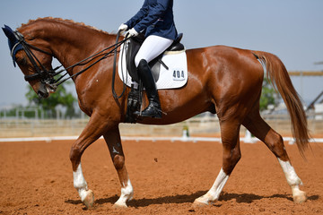 Dressage rider on a bay horse