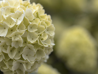 flower spherical yellow