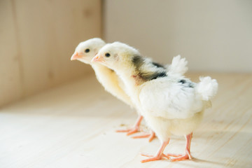 two yellow little chickens isolated on the white