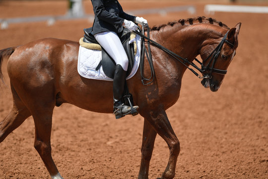 Dressage rider on a bay horse