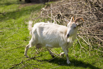 Obraz premium White goat graze on a meadow