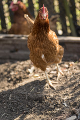 Chicken in garden