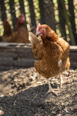 Fototapeta premium Chicken in garden