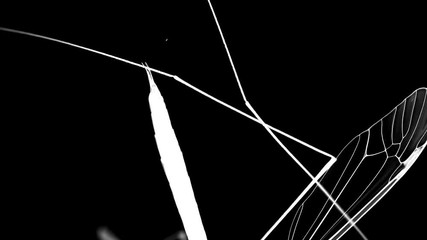 Insect analysis in a lab close up
