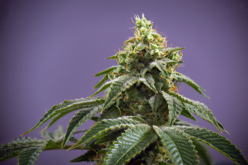 Cannabis cola (fire creek marijuana strain) with visible hairs and leaves on late flowering stage