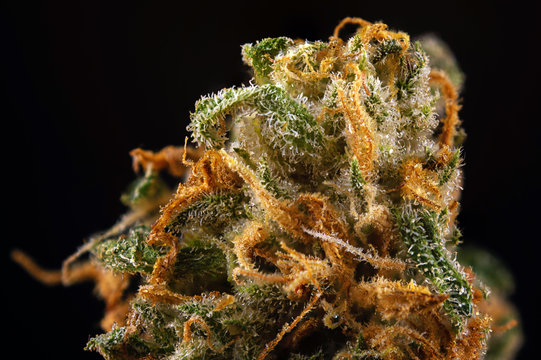Cannabis bud macro (green crack marijuana strain) with visible hairs and trichomes