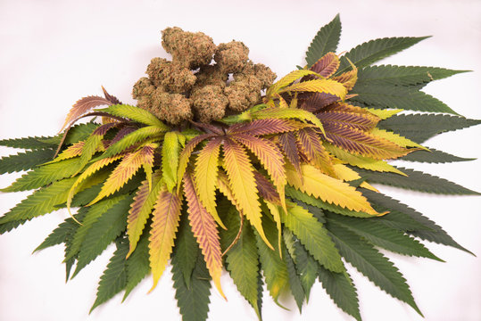 Cannabis buds (green crack strain) with colorful leaves isolated on white