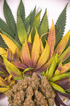 Cannabis buds (green crack strain) with colorful leaves isolated on white